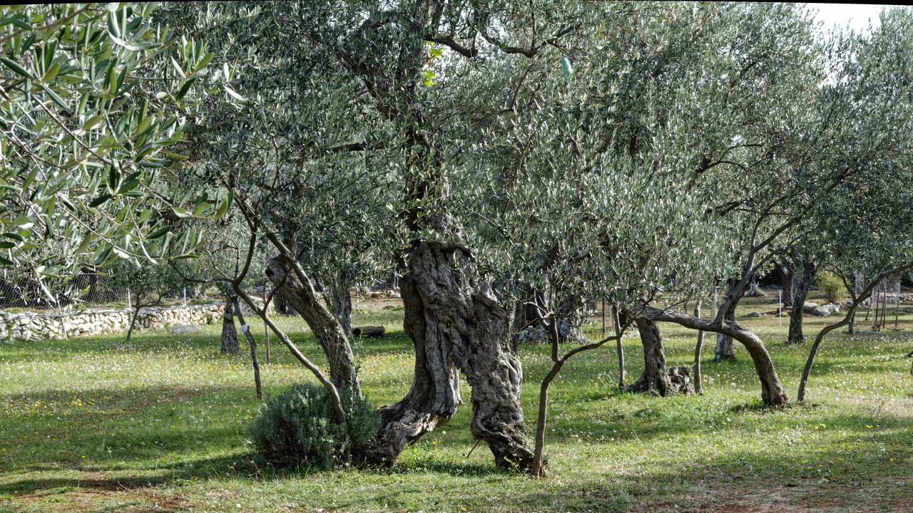 20221103 101816•Radovici•Coastalregion•Montenegro